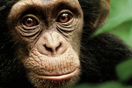 Baby Chimpanzees at Play in Disneynature Film