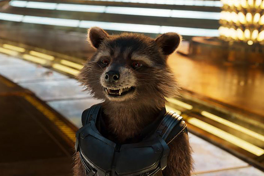 Meet The Real Rocket Raccoon From The 'Guardians of the Galaxy Vol 2'