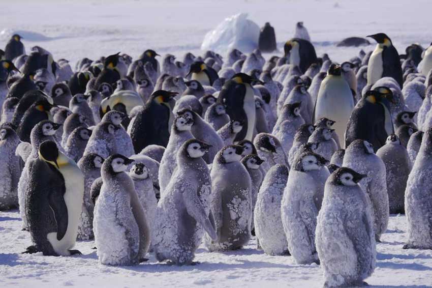Exclusive 'Hostile Planet' Clip: Emperor Penguins Brave Cold For Their Unborn Chicks