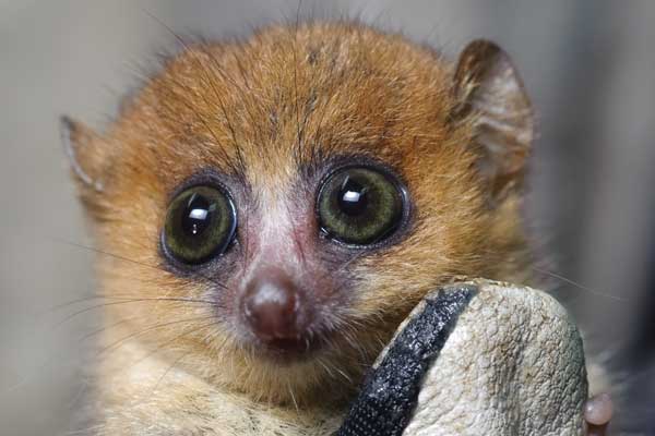 3 Reasons To See Island of Lemurs: Madagascar