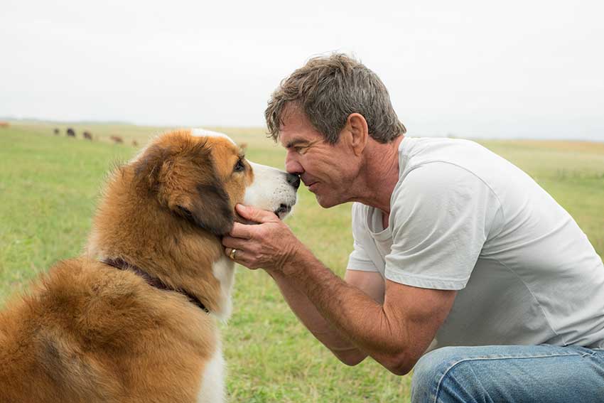 New 'A Dog's Life' Movie Poster and Trailer