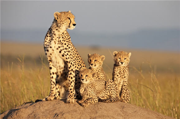 Movie Clip: Cheetah Protects Her Newborns In AFRICAN CATS