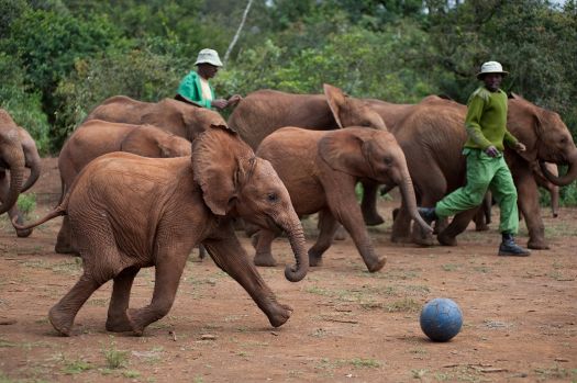 Born to be Wild 3D movie elephants