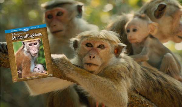 Disneynature’s Monkey Kingdom Blu-ray/DVD Review