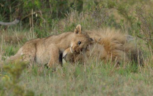 National Geographic’s ‘Lion’ Review: Kio is a Real-Life Simba