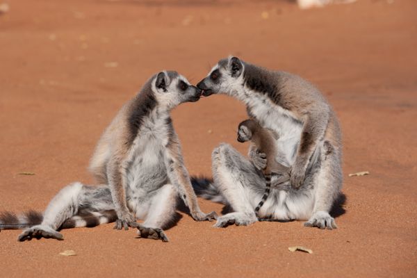 Island of Lemurs Madagascar1