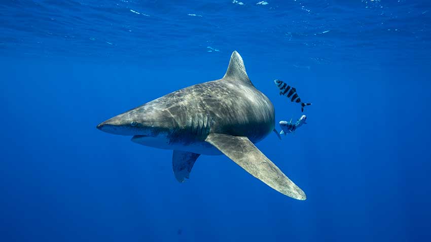 National Geographic Shark Week