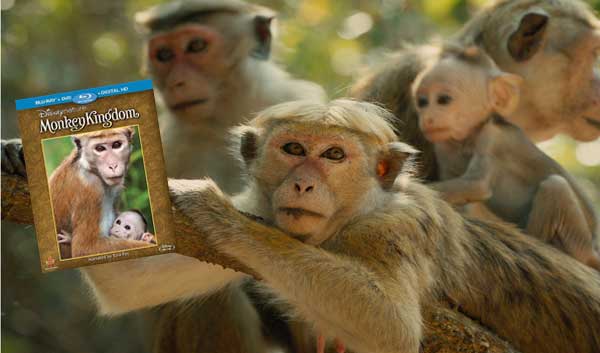 monkey kingdom bluray DVD review